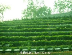 北京市丰台区太子峪陵园联系电话、位置在哪里、墓地环境怎样