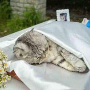 新疆乌鲁木齐市宠物殡葬,宠物火化,宠物墓地,树葬骨灰罐,狗狗猫咪安乐墓地